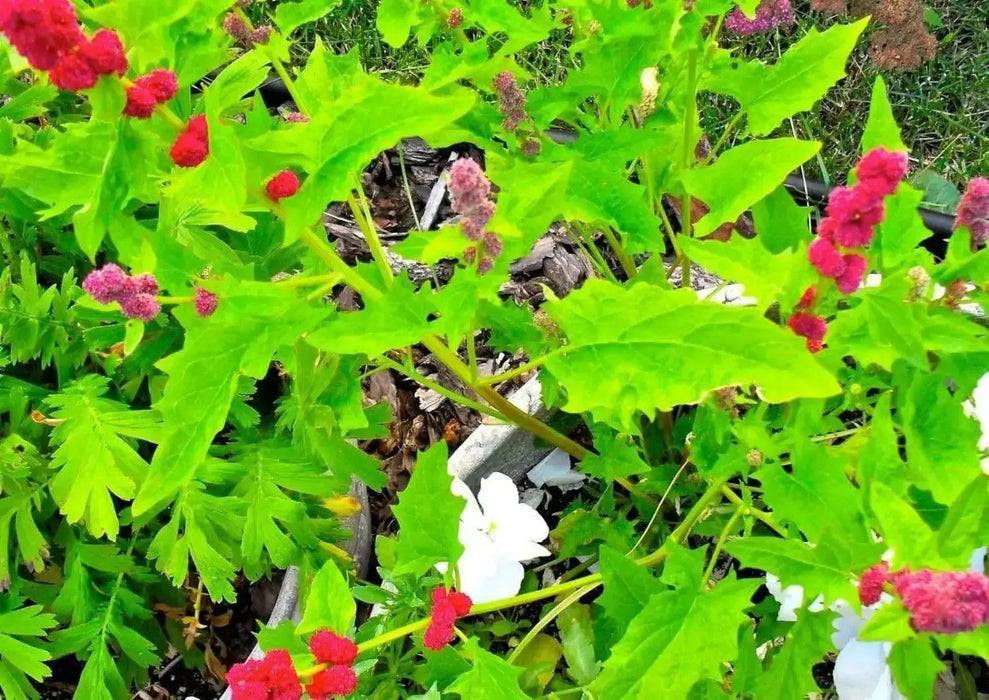 Strawberry Spinach Seeds(Chenopodium Foliosum) edible  leaves and  berries - Caribbean garden seed