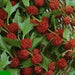 Strawberry Spinach Seeds(Chenopodium Foliosum) edible  leaves and  berries - Caribbean garden seed