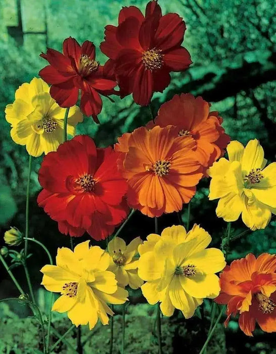 Sulphur Cosmos, Dwarf Mixed (Cosmos sulphureus) Flowers Seeds - Caribbean garden seed