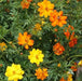Sulphur Cosmos, Dwarf Mixed (Cosmos sulphureus) Flowers Seeds - Caribbean garden seed