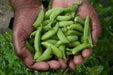 Sugar Ann Pea  Seeds (Dwarf) - Caribbean garden seed