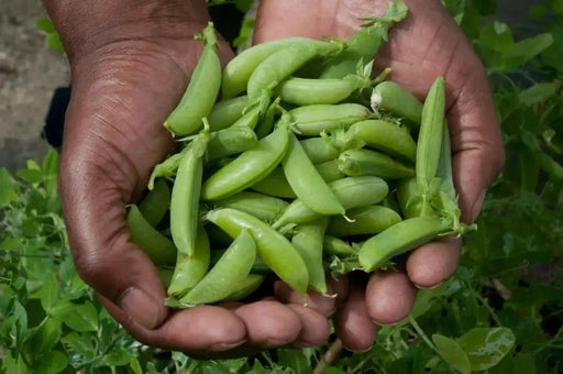 Sugar Ann Pea  Seeds (Dwarf) - Caribbean garden seed