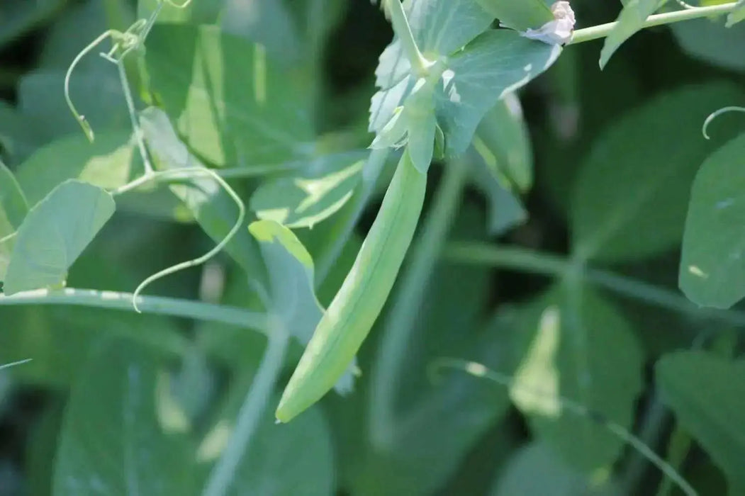 Sugar Ann Pea  Seeds (Dwarf) - Caribbean garden seed