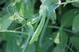 Sugar Ann Pea  Seeds (Dwarf) - Caribbean garden seed