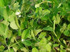Sugar Ann Pea  Seeds (Dwarf) - Caribbean garden seed