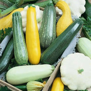 Summer Squash Seeds, Medley Mix,Cucurbita pepo ,Annul Vegetable - Caribbean garden seed
