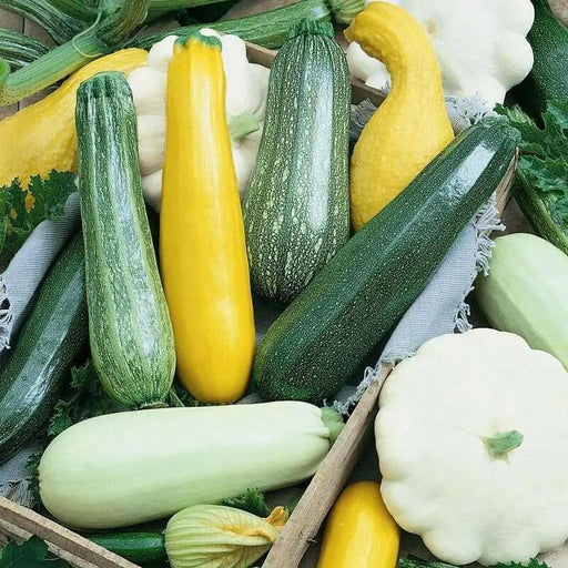 Summer Squash Seeds, Medley Mix,Cucurbita pepo ,Annul Vegetable - Caribbean garden seed