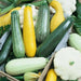 Summer Squash Seeds, Medley Mix,Cucurbita pepo ,Annul Vegetable - Caribbean garden seed