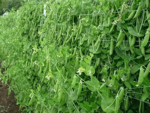 SUGAR DADDY ,Super Sweet ,STRINGLESS SNAP PEA - Caribbean garden seed