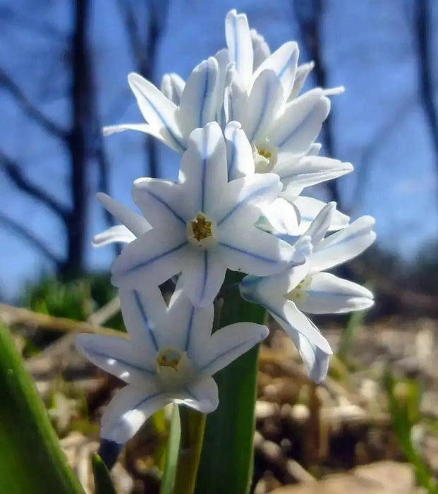 Striped Squill BULBS, Puschkinia scilloides, SPRING FLOWERS - Caribbean garden seed