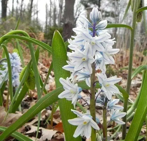Striped Squill BULBS, Puschkinia scilloides, SPRING FLOWERS - Caribbean garden seed