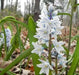 Striped Squill BULBS, Puschkinia scilloides, SPRING FLOWERS - Caribbean garden seed