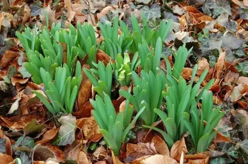 Striped Squill BULBS, Puschkinia scilloides, SPRING FLOWERS - Caribbean garden seed
