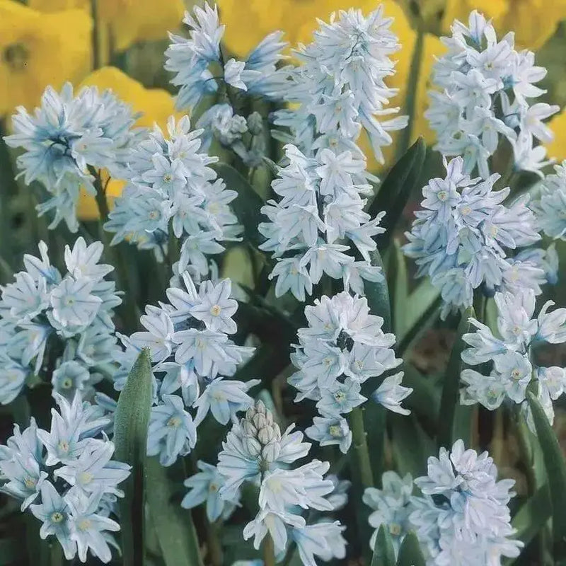 Striped Squill BULBS, Puschkinia scilloides, SPRING FLOWERS - Caribbean garden seed