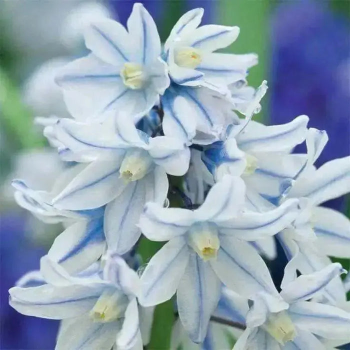 Striped Squill BULBS, Puschkinia scilloides, SPRING FLOWERS - Caribbean garden seed