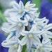Striped Squill BULBS, Puschkinia scilloides, SPRING FLOWERS - Caribbean garden seed