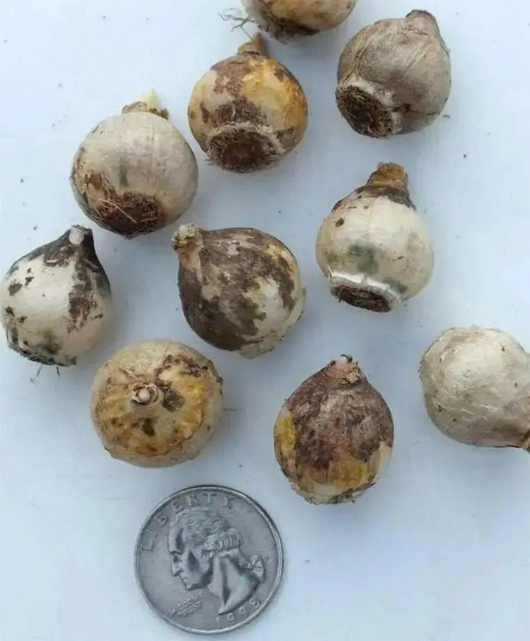 Striped Squill BULBS, Puschkinia scilloides, SPRING FLOWERS - Caribbean garden seed