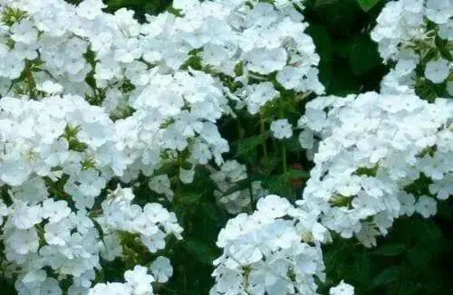 Summer Phlox - David/WHITE (Plant/ Root) Now Shipping - Caribbean garden seed
