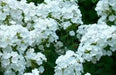 Summer Phlox - David/WHITE (Plant/ Root) Now Shipping - Caribbean garden seed