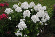 Summer Phlox - David/WHITE (Plant/ Root) Now Shipping - Caribbean garden seed