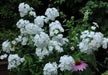 Summer Phlox - David/WHITE (Plant/ Root) Now Shipping - Caribbean garden seed