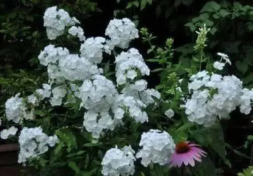 Summer Phlox - David/WHITE (Plant/ Root) Now Shipping - Caribbean garden seed