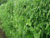 SUGAR SNAP PEAS ~Super Sweet pea, Organic - Caribbean garden seed