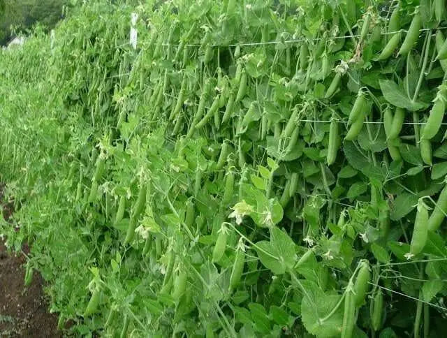 SUGAR SNAP PEAS ~Super Sweet pea, Organic - Caribbean garden seed