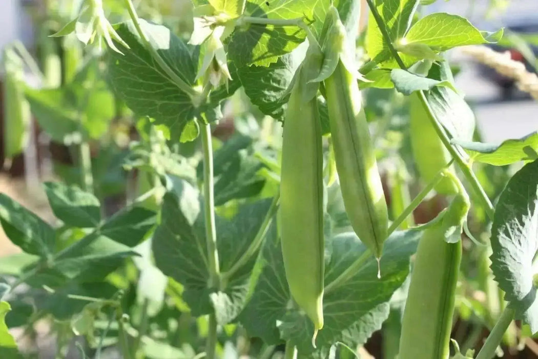 SUGAR SNAP PEAS ~Super Sweet pea, Organic - Caribbean garden seed