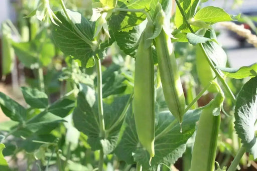 SUGAR SNAP PEAS ~Super Sweet pea, Organic - Caribbean garden seed