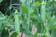 SUGAR SNAP PEAS ~Super Sweet pea, Organic - Caribbean garden seed
