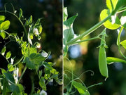 SUGAR SNAP PEAS ~Super Sweet pea, Organic - Caribbean garden seed