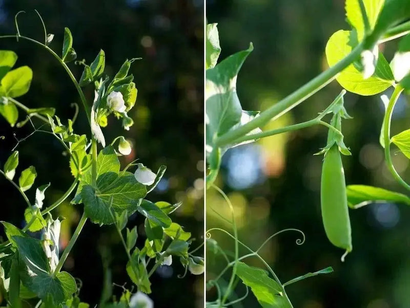 SUGAR SNAP PEAS ~Super Sweet pea, Organic - Caribbean garden seed