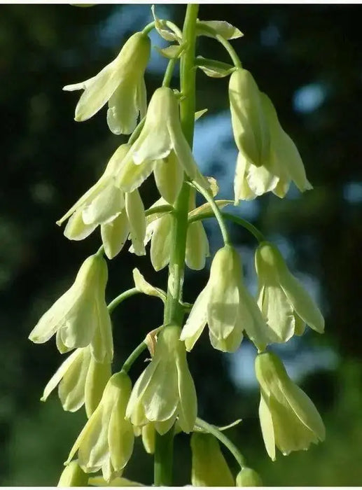 SUMMER HYACINTH,(Galtonia viridiflora) Bulbs ,Perennial - Caribbean garden seed
