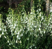 SUMMER HYACINTH,(Galtonia viridiflora) Bulbs ,Perennial - Caribbean garden seed
