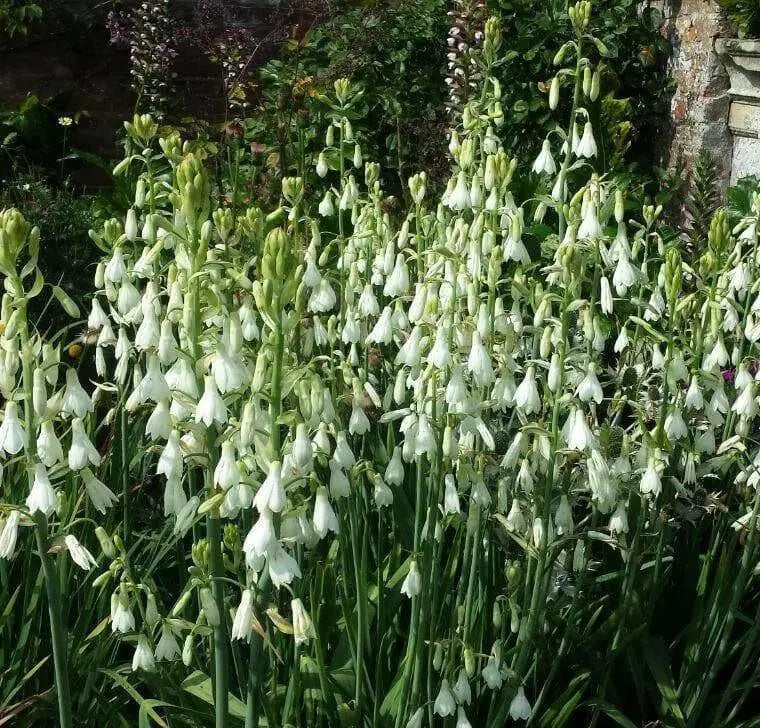 SUMMER HYACINTH,(Galtonia viridiflora) Bulbs ,Perennial - Caribbean garden seed