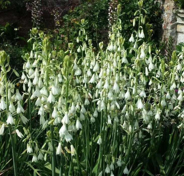 SUMMER HYACINTH,(Galtonia viridiflora) Bulbs ,Perennial - Caribbean garden seed