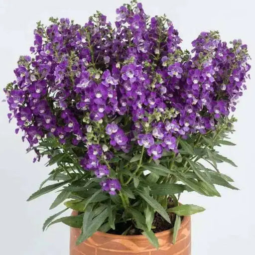 Summer snapdragon Big Bicolor Purple ( LIVE STARTER PLANT) flowers plant - Caribbean garden seed
