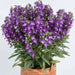 Summer snapdragon Big Bicolor Purple ( LIVE STARTER PLANT) flowers plant - Caribbean garden seed