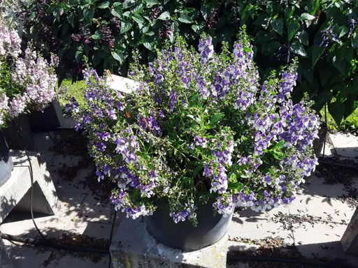 Summer snapdragon Big Bicolor Purple ( LIVE STARTER PLANT) flowers plant - Caribbean garden seed