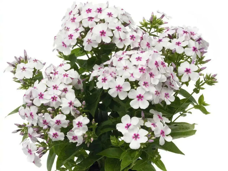 Summer Phlox - Famous White Eye (Plants) Now Shipping - Caribbean garden seed