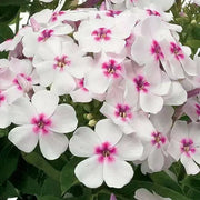 Summer Phlox - Famous White Eye (Plants) Now Shipping - Caribbean garden seed