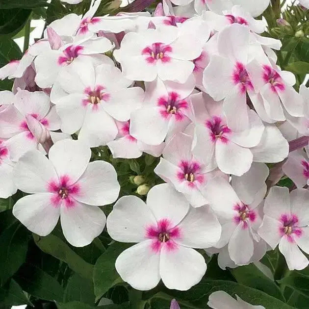 Summer Phlox - Famous White Eye (Plants) Now Shipping - Caribbean garden seed