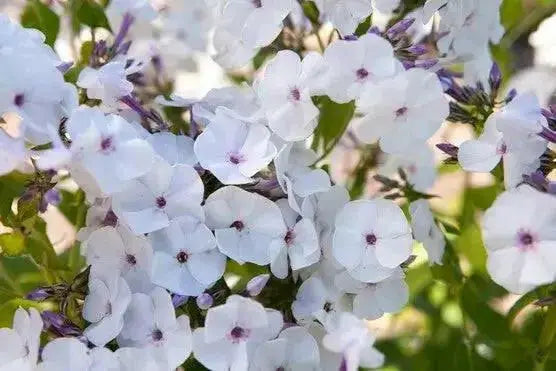 Summer Phlox - Famous White Eye (Plants) Now Shipping - Caribbean garden seed