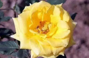 Summer Sunshine, Tea Rose BUSH (1 Plant) PERENNIAL FLOWERS - Caribbean garden seed