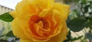 Summer Sunshine, Tea Rose BUSH (1 Plant) PERENNIAL FLOWERS - Caribbean garden seed
