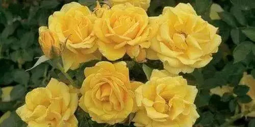 Summer Sunshine, Tea Rose BUSH (1 Plant) PERENNIAL FLOWERS - Caribbean garden seed