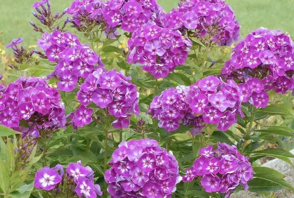 Summer Phlox - LAURA (Plant/ Root) Now Shipping - Caribbean garden seed