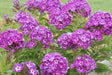 Summer Phlox - LAURA (Plant/ Root) Now Shipping - Caribbean garden seed