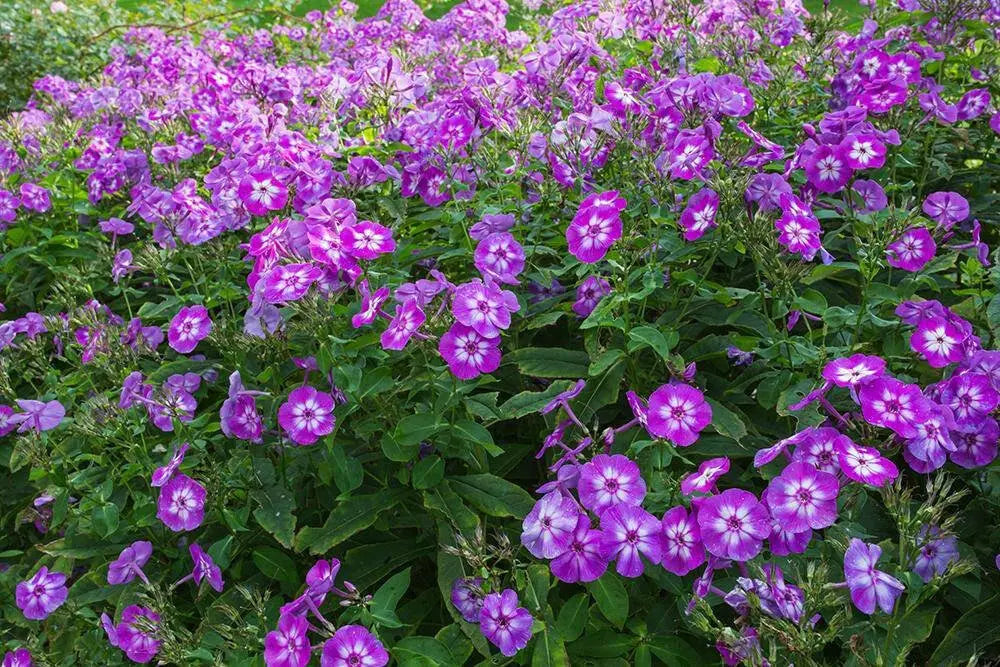 Summer Phlox - LAURA (Plant/ Root) Now Shipping - Caribbean garden seed
